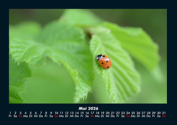 Produktbild: K&auml;fer 2026 Fotokalender DIN A4