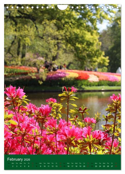 Produktbild: Dutch Tulips (Wall Calendar 2026 DIN A4 portrait), CALVENDO 12 Month Wall Calendar
