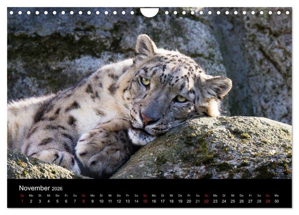Produktbild: Schneeleoparden (Wandkalender 2026 DIN A4 quer), CALVENDO Monatskalender