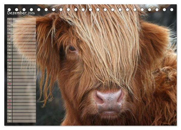Produktbild: Schottische Hochlandrinder - Highland Cattle im Portrait (Tischkalender 2026 DIN A5 quer), CALVENDO Monatskalender