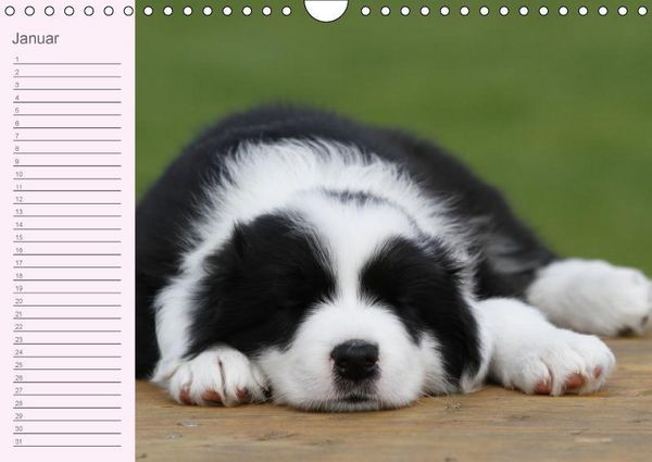 Produktbild: Border Collie-Welpen Geburtstagskalender (Wandkalender immerw&auml;hrend DIN A4 quer)