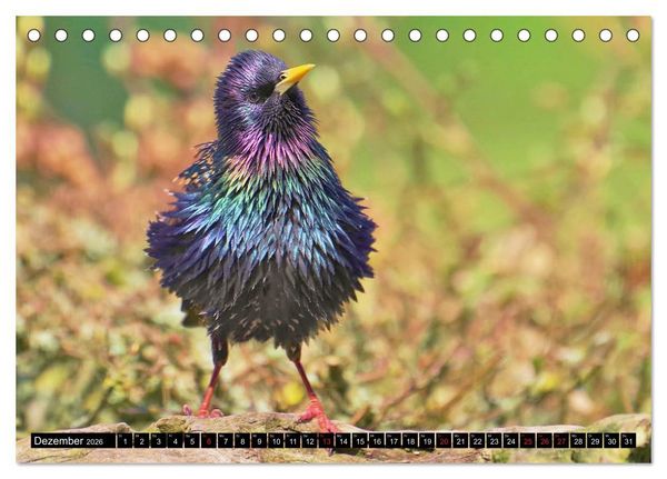 Produktbild: Der Star (Tischkalender 2026 DIN A5 quer), CALVENDO Monatskalender