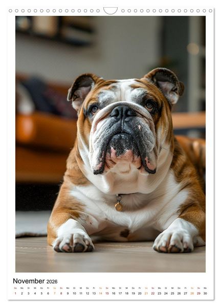 Produktbild: Englische Bulldogge - sanfter Kumpel (Wandkalender 2026 DIN A3 hoch), CALVENDO Monatskalender