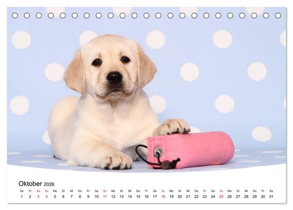 Produktbild: Labrador Welpen - Labrador Puppies (Tischkalender 2026 DIN A5 quer), CALVENDO Monatskalender