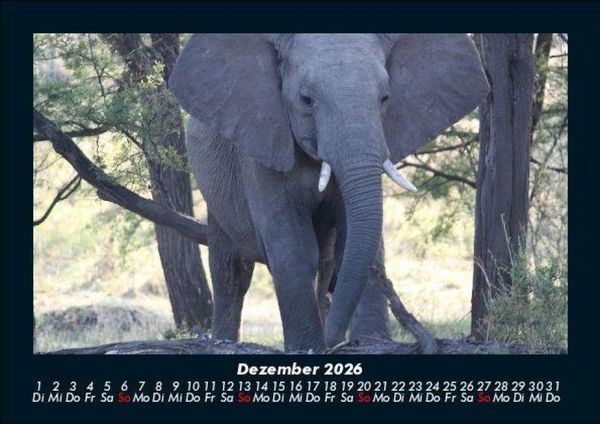 Produktbild: Elefanten - Die sanften Riesen Afrikas 2026 Fotokalender DIN A5