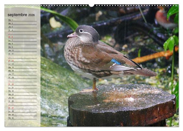 Produktbild: La vie paisible des canards (Calendrier mural 2026 DIN A2 vertical) calendrier de bureau