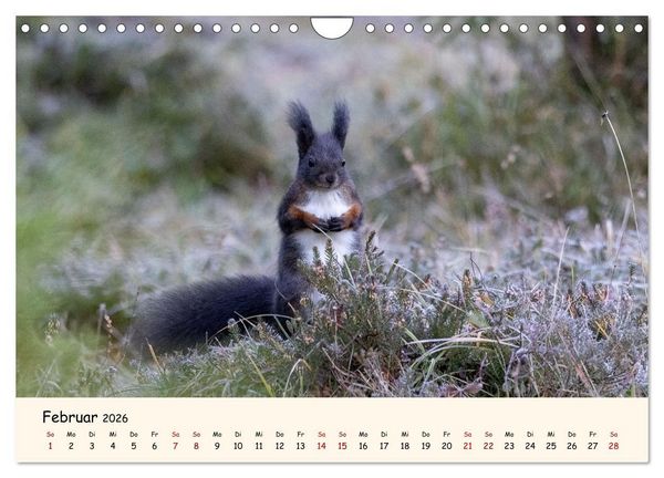 Produktbild: Oachkatzl (Wandkalender 2026 DIN A4 quer), CALVENDO Monatskalender