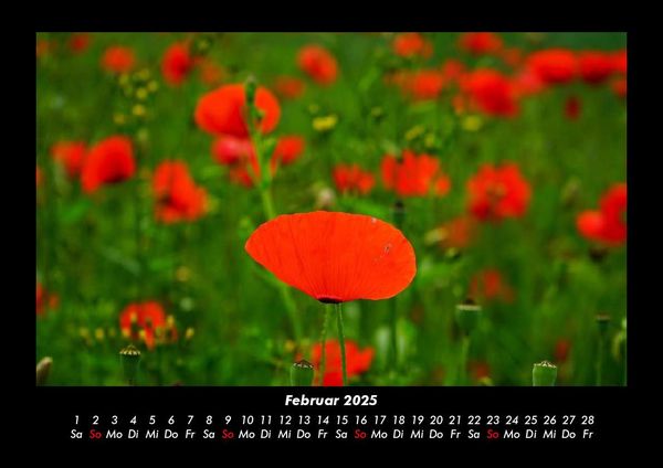 Produktbild: Blumentr&auml;ume 2025 Fotokalender DIN A3