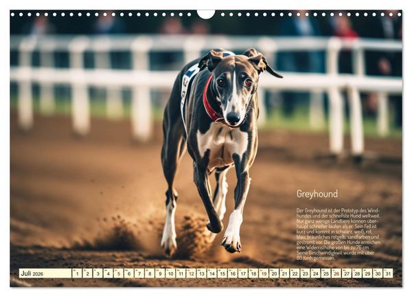 Produktbild: Windhunde im Portrait (Wandkalender 2026 DIN A3 quer), CALVENDO Monatskalender