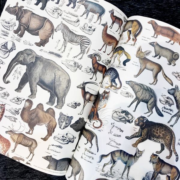 Produktbild: Fauna