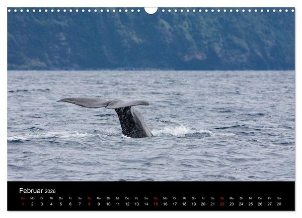 Produktbild: Wale (Wandkalender 2026 DIN A3 quer), CALVENDO Monatskalender