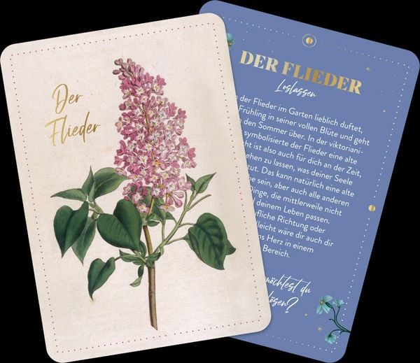 Produktbild: Die geheimnisvolle Sprache der Blumen &ndash; 50 Orakelkarten f&uuml;r das ganze Jahr