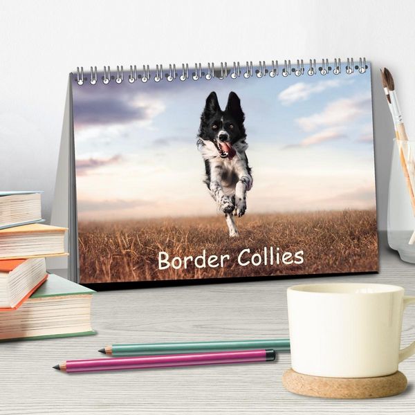 Produktbild: Border Collie Kalender &ndash; Ausdrucksstarke Close-up-Portraits durch die Jahreszeiten (Tischkalender 2027 DIN A5 quer), CALVENDO Monatskalender