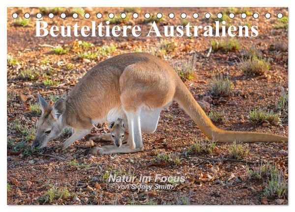 Produktbild: Beuteltiere Australiens (Tischkalender 2026 DIN A5 quer), CALVENDO Monatskalender