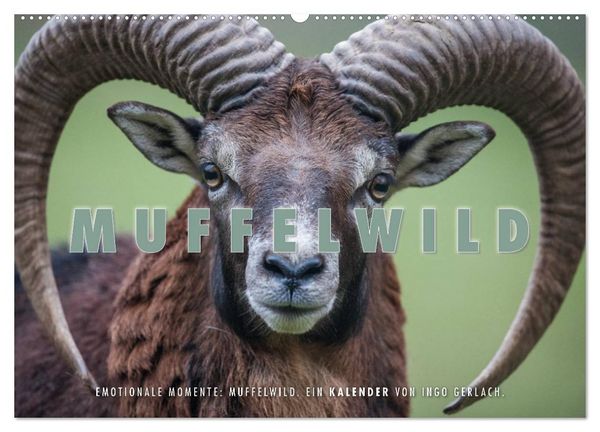 Emotionale Momente: Muffelwild. (Wandkalender 2026 DIN A2 quer), CALVENDO Monatskalender