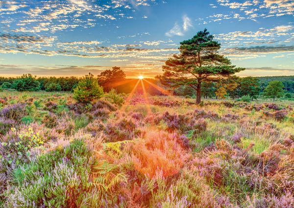 Produktbild: Heide im Sonnenuntergang