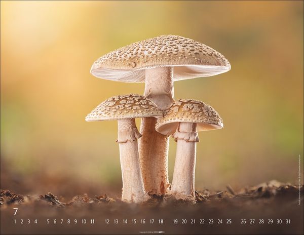 Produktbild: Wunderwelt der Pilze Kalender 2027