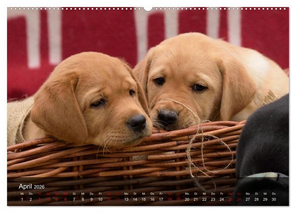 Produktbild: Labrador Retriever Welpen (hochwertiger Premium Wandkalender 2026 DIN A2 quer), Kunstdruck in Hochglanz