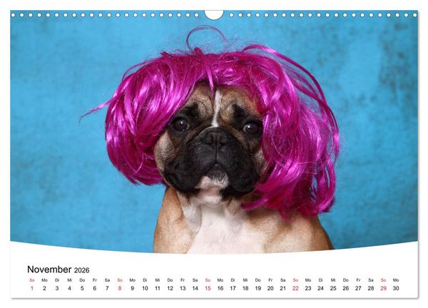 Produktbild: Bullys - Franz&ouml;sische Bulldoggen 2026 (Wandkalender 2026 DIN A3 quer), CALVENDO Monatskalender