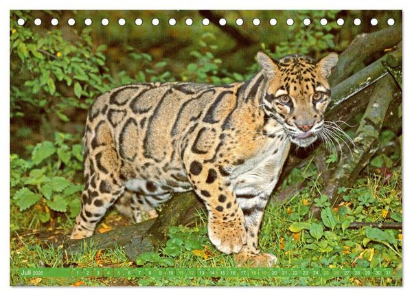Produktbild: Leben im Dschungel: Der Regenwald ist ein Paradies f&uuml;r Tiere (Tischkalender 2026 DIN A5 quer), CALVENDO Monatskalender