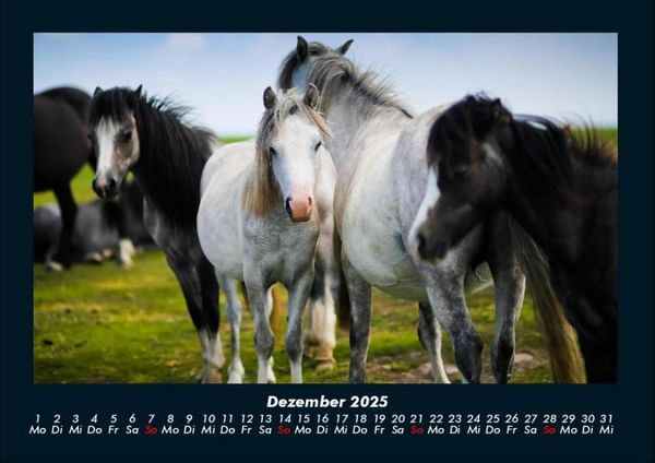 Produktbild: Pferdegefl&uuml;ster 2025 Fotokalender DIN A4