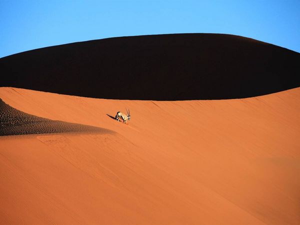 Produktbild: CALVENDO Puzzle Oryxantilope im D&uuml;nenmeer des Sossusvlei | 1000 Teile Lege-Gr&ouml;&szlig;e 64x48cm Foto-Puzzle f&uuml;r gl&uuml;ckliche Stunden