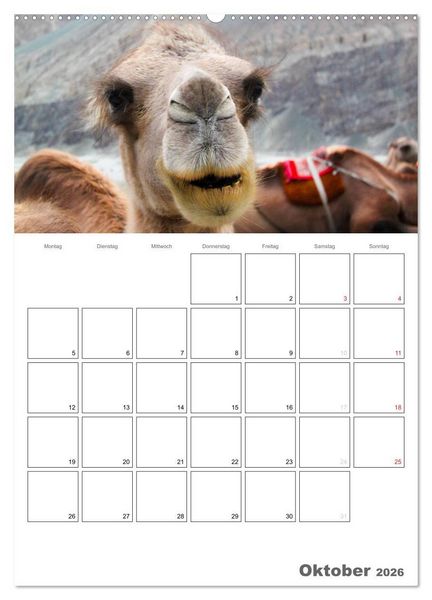 Produktbild: Kamel Portr&auml;t (hochwertiger Premium Wandkalender 2026 DIN A2 hoch), Kunstdruck in Hochglanz