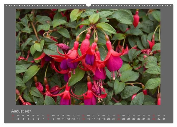 Produktbild: Madeiras Blumenwelt (hochwertiger Premium Wandkalender 2027 DIN A2 quer), Kunstdruck in Hochglanz