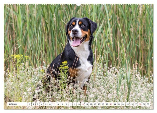 Produktbild: Gro&szlig;er Schweizer Sennenhund (hochwertiger Premium Wandkalender 2026 DIN A2 quer), Kunstdruck in Hochglanz