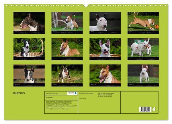 Produktbild: Bullterrier (Wandkalender 2026 DIN A2 quer), CALVENDO Monatskalender