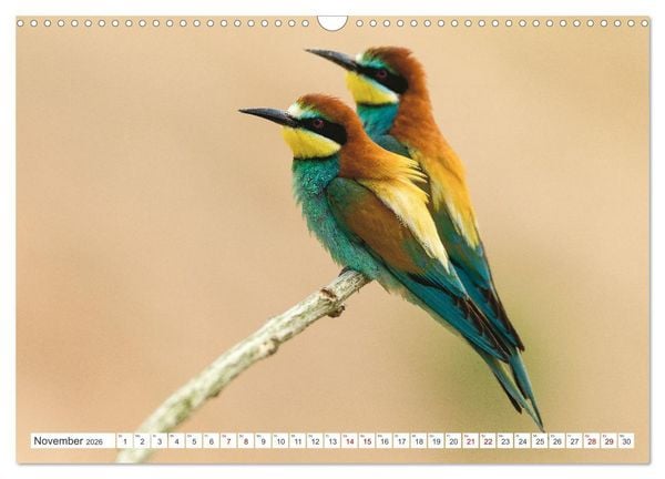 Produktbild: Bunte Flieger (Wandkalender 2026 DIN A3 quer), CALVENDO Monatskalender