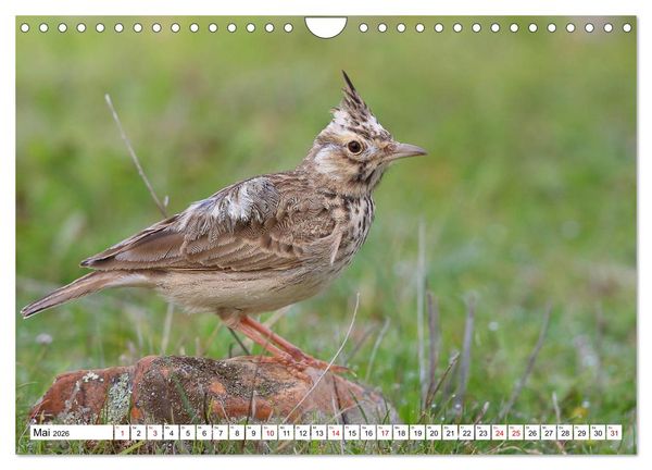 Produktbild: V&ouml;gel in der Extremadura (Wandkalender 2026 DIN A4 quer), CALVENDO Monatskalender