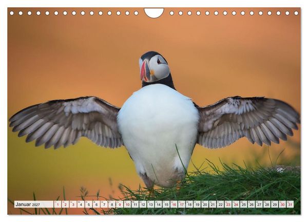 Produktbild: Papageitaucher - charmante Clowns (Wandkalender 2027 DIN A4 quer), CALVENDO Monatskalender