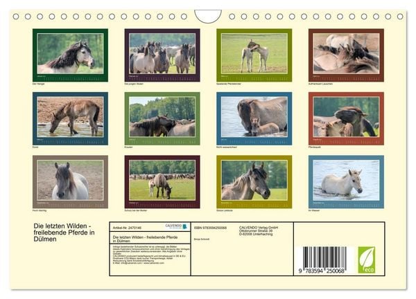 Produktbild: Die letzten Wilden - freilebende Pferde in D&uuml;lmen (Wandkalender 2027 DIN A4 quer), CALVENDO Monatskalender