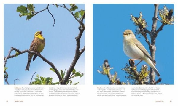 Produktbild: Unsere einzigartige Vogelwelt