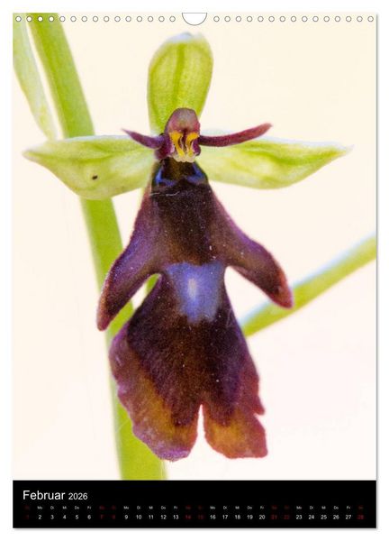 Produktbild: Im richtigen Licht: Wilde Orchideen in S&uuml;dbayern (Wandkalender 2026 DIN A3 hoch), CALVENDO Monatskalender