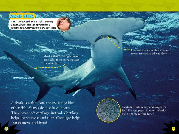 Produktbild: Sharks