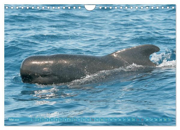 Produktbild: Wale: Giganten der Meere (Wandkalender 2026 DIN A4 quer), CALVENDO Monatskalender