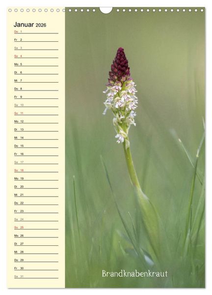 Produktbild: Wildwachsende Orchideen in Bayern (Wandkalender 2026 DIN A3 hoch), CALVENDO Monatskalender