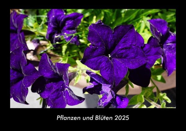 Produktbild: Pflanzen und Bl&uuml;ten 2025 Fotokalender DIN A3