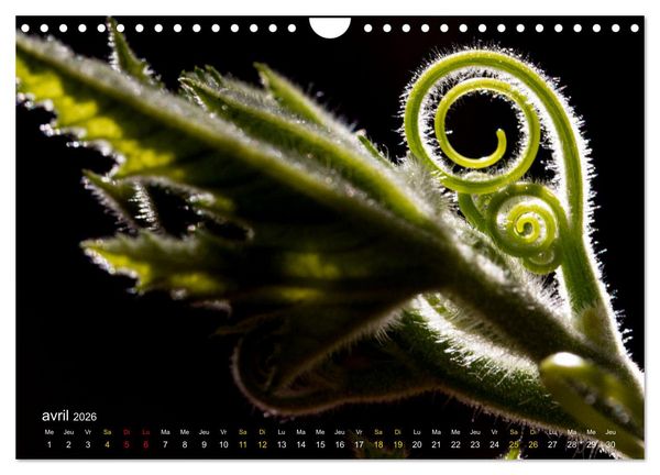 Produktbild: Au c&oelig;ur d&rsquo;une nature color&eacute;e (Calendrier mural 2026 DIN A4 vertical), CALVENDO calendrier mensuel