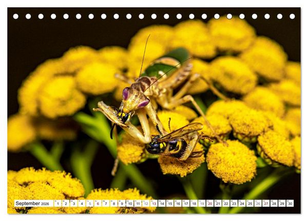 Produktbild: Im Bann der Mantis (Tischkalender 2026 DIN A5 quer), CALVENDO Monatskalender