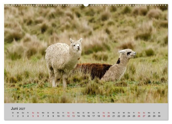 Produktbild: Unter Lamas und Alpakas (hochwertiger Premium Wandkalender 2027 DIN A2 quer), Kunstdruck in Hochglanz