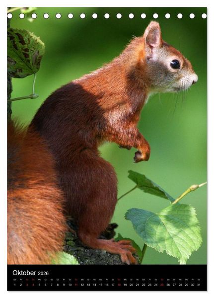 Produktbild: Eichh&ouml;rnchen (Tischkalender 2026 DIN A5 hoch), CALVENDO Monatskalender