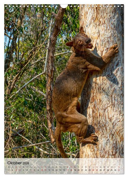 Produktbild: MADAGASKAR: Baobabs, Lemuren, Naturwunder (Wandkalender 2026 DIN A3 hoch), CALVENDO Monatskalender