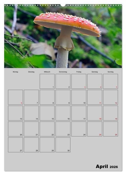Produktbild: Quer durch die Pilze (hochwertiger Premium Wandkalender 2026 DIN A2 hoch), Kunstdruck in Hochglanz