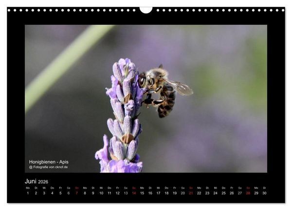 Produktbild: Wildtiere (Wandkalender 2026 DIN A3 quer), CALVENDO Monatskalender