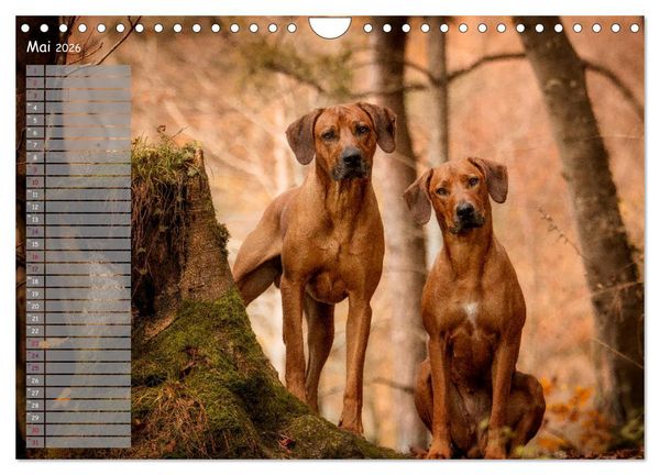 Produktbild: Rhodesian Ridgeback - Herzen auf vier Pfoten (Wandkalender 2026 DIN A4 quer), CALVENDO Monatskalender