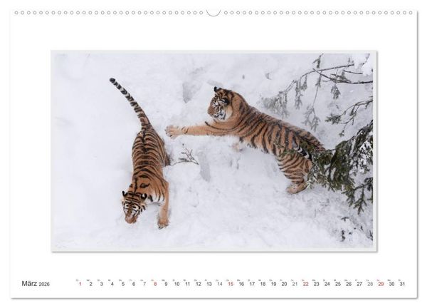 Produktbild: Emotionale Momente: Tiger - Kraft & Sch&ouml;nheit. / CH-Version (Wandkalender 2026 DIN A2 quer), CALVENDO Monatskalender
