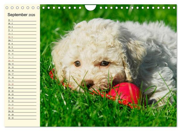Produktbild: Lagotto Romagnolo - Italienischer Tr&uuml;ffelhund (Wandkalender 2026 DIN A4 quer), CALVENDO Monatskalender
